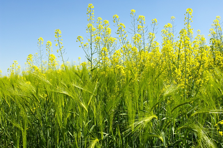 Украина